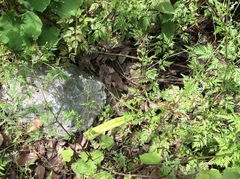 Takydromus septentrionalis