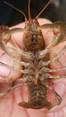 Fallicambarus houstonensis