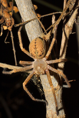 Curicaberis culiacan