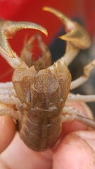 Fallicambarus houstonensis
