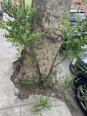 Magnoliopsida