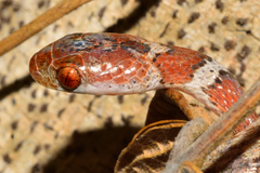 Imantodes gemmistratus