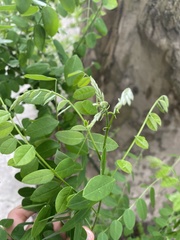 Magnoliopsida