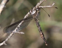Ascaloptynx appendiculata