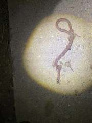 Sinomicrurus kelloggi