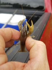Fallicambarus houstonensis