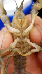 Fallicambarus houstonensis