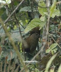 Grammatoptila striata