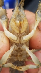 Fallicambarus houstonensis