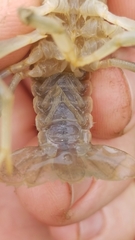Fallicambarus houstonensis