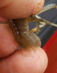 Fallicambarus houstonensis
