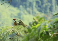 Chrysocolaptes guttacristatus