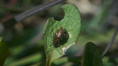 Galerucella grisescens