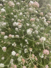 Eriogonum