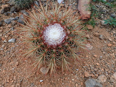 Melocactus macracanthos