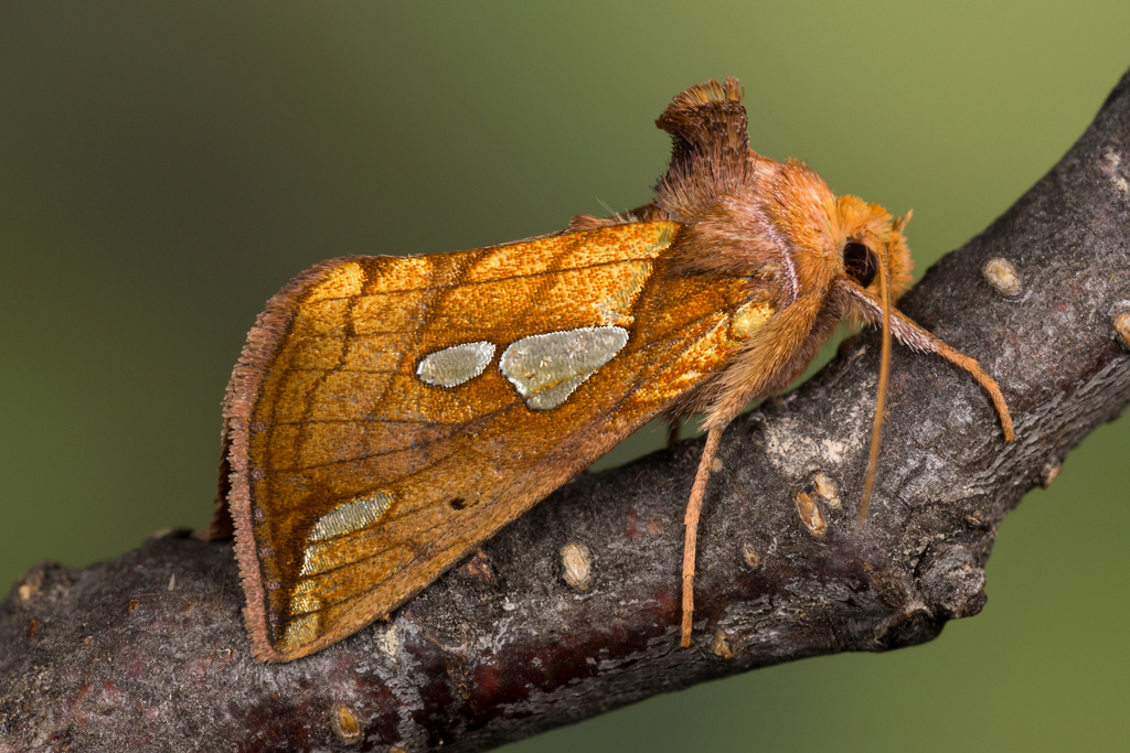 Putnam's Looper Moth