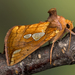 Putnam's Looper Moth - Photo (c) Nikolai Vladimirov, some rights reserved (CC BY-NC), uploaded by Nikolai Vladimirov