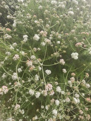 Eriogonum