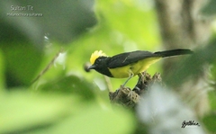 Melanochlora sultanea