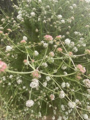 Eriogonum