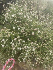 Eriogonum