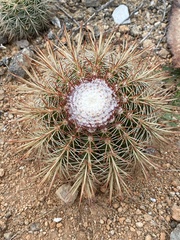 Melocactus macracanthos