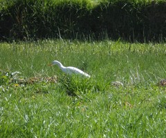 Bubulcus ibis