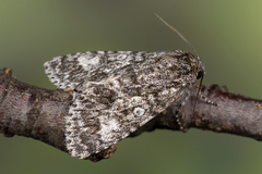 Acronicta megacephala