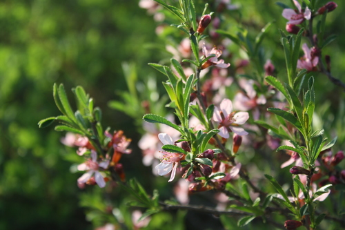 Dwarf Russian Almond