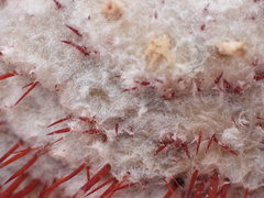 Melocactus macracanthos