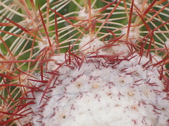 Melocactus macracanthos