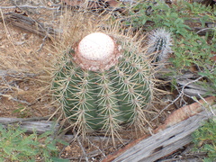 Melocactus macracanthos