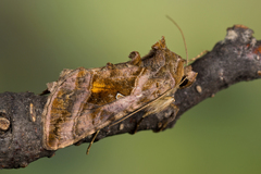 Autographa jota