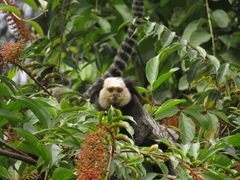 Callithrix geoffroyi