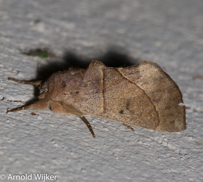 Hemiceras clarki