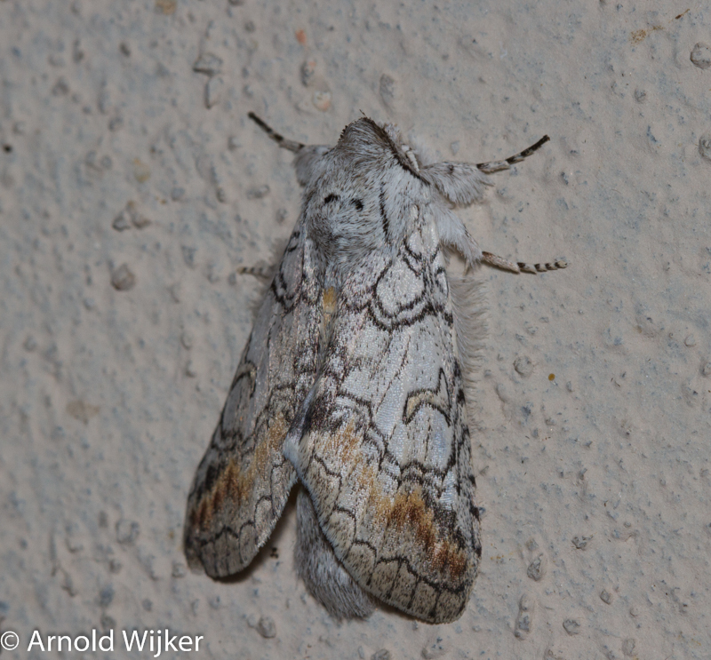 Bifargia felderi