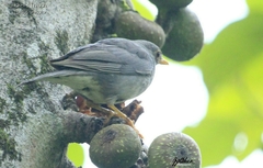 Turdus unicolor