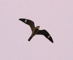 Chordeiles gundlachii