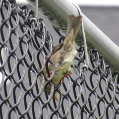 Passer domesticus domesticus