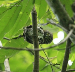 Glaucidium