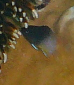 Stegastes partitus