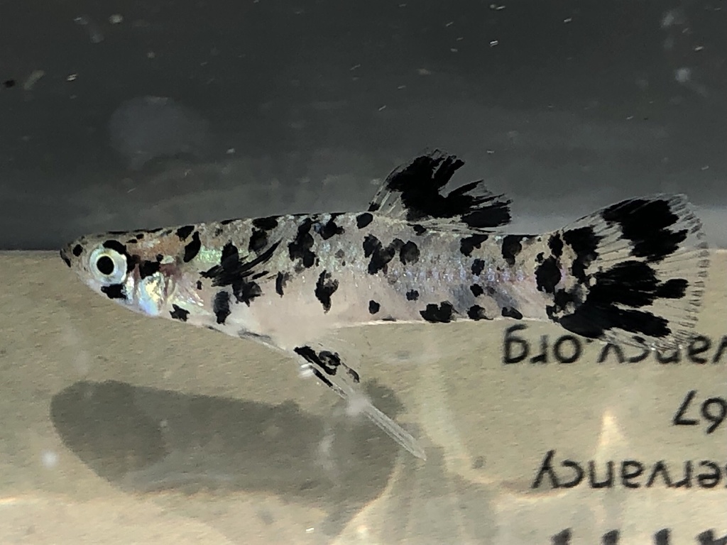 Eastern mosquitofish (Gambusia holbrooki) — Poeciliidae