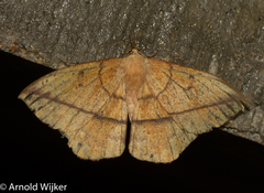 Lonomia columbiana