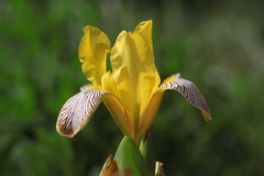 Iris variegata