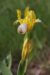 Iris variegata