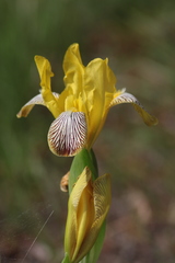 Iris variegata