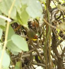 Cettia castaneocoronata