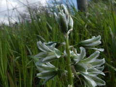 Ornithogalum boucheanum