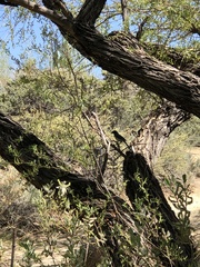 Aphelocoma californica
