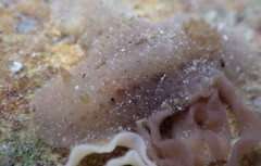 Jorunna tempisquensis